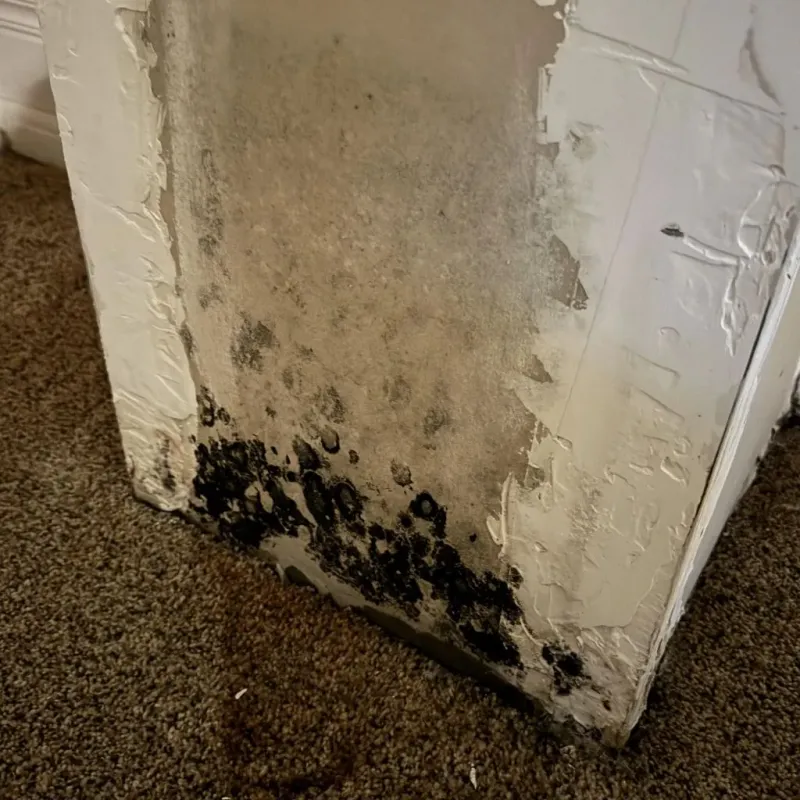 Professional Mold Removal in College Place, WA